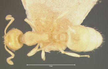 Media type: image; Entomology 28457   Aspect: habitus dorsal view
